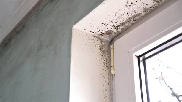 Trusted Red Bank, TN Mold Remediation Experts