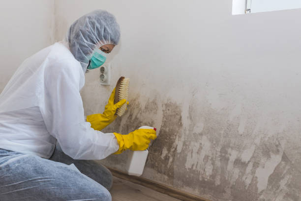 Best Residential Mold Remediation in Red Bank, TN