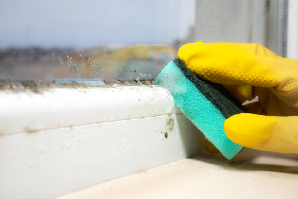 Best Localized Mold Remediation (e.g., coastal areas, humid climates) in Red Bank, TN