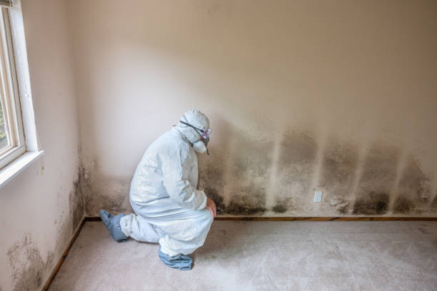 Best DIY Mold Remediation Support Services in Red Bank, TN